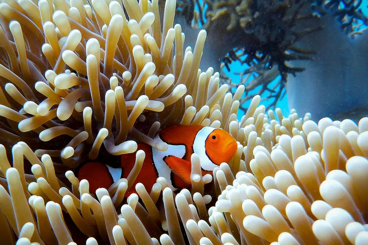 Clownfish nestled in coral on the Great Barrier Reef in Australia