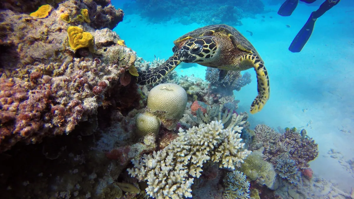 Green sea turtle gliding over coral on the Great Barrier Reef