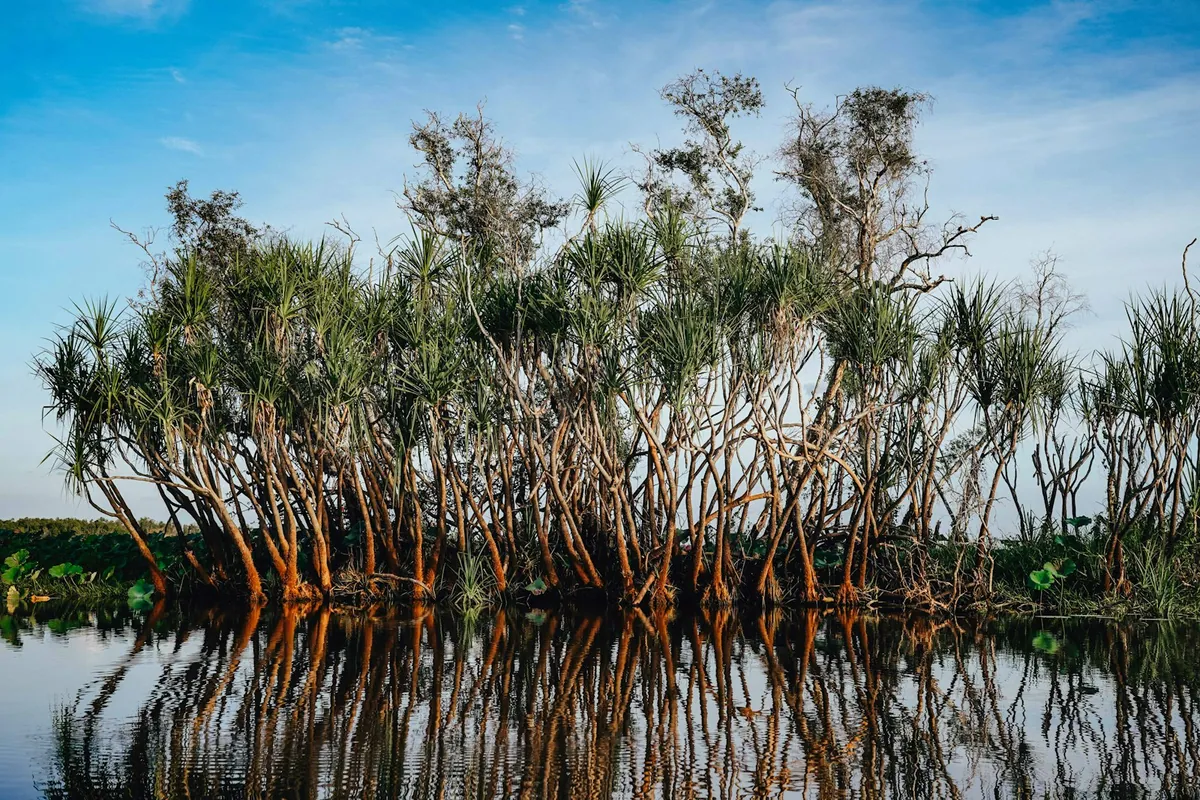 Mangroves lining the Yellow River at Cooinda in Kakadu National Park