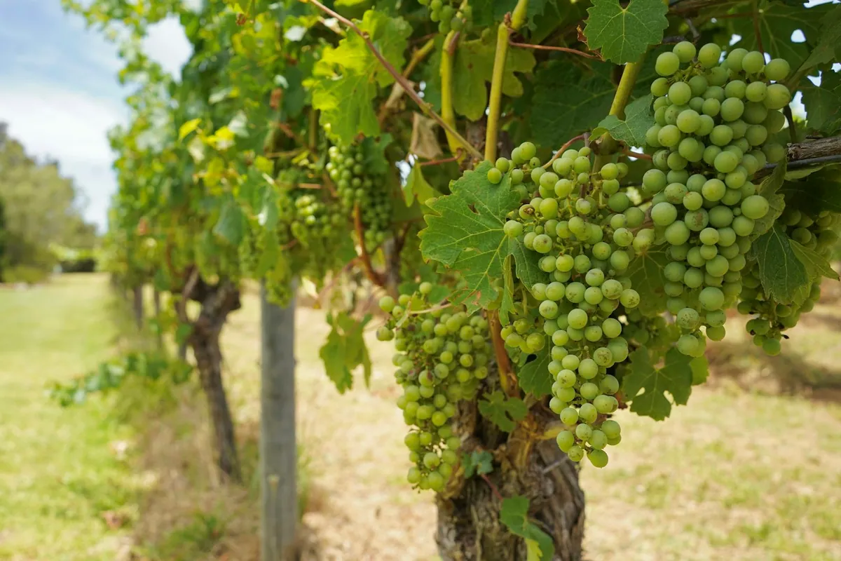Bunches of green grapes ripening on the vine in a Margaret River vineyard