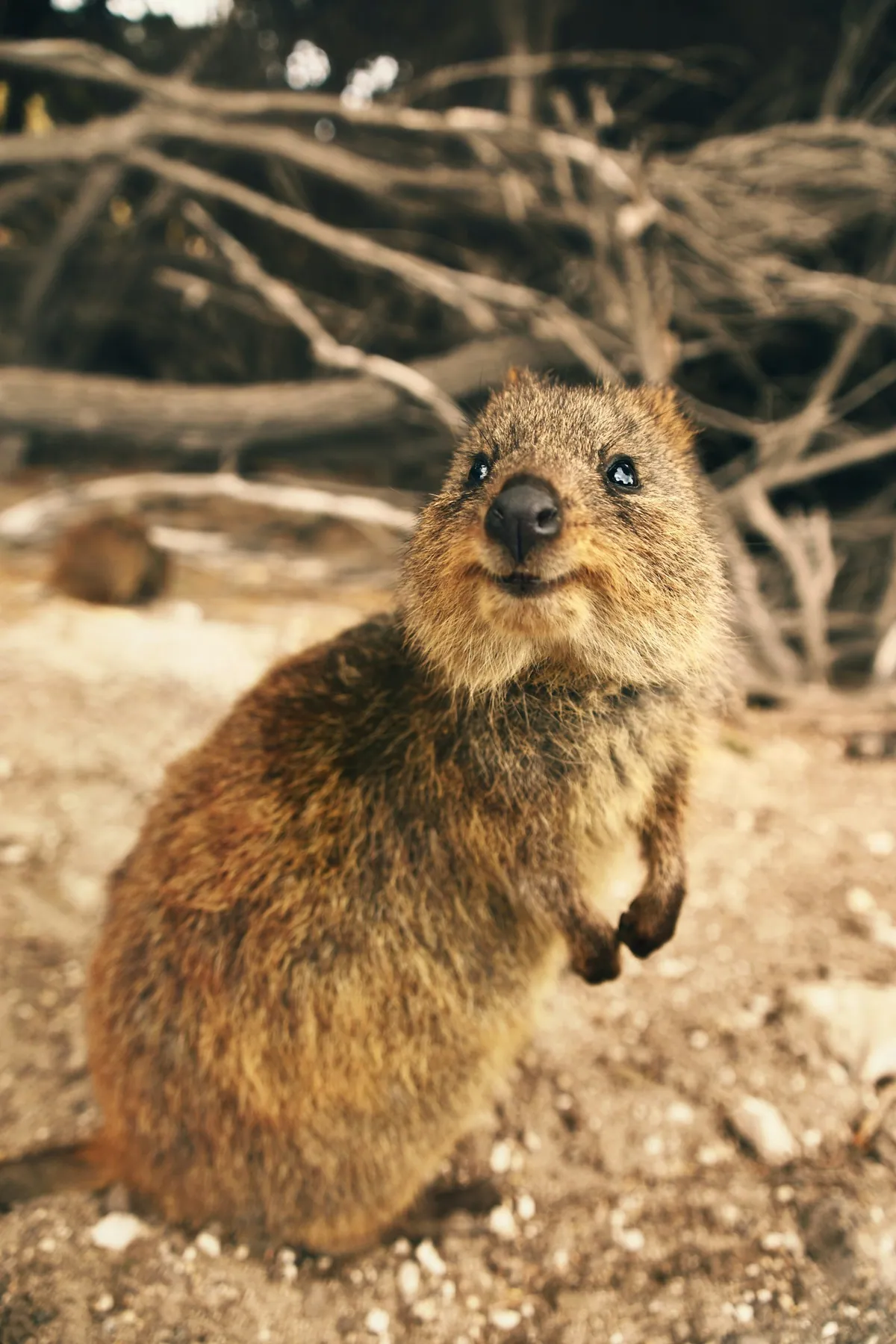 Quokka resting on a rock on Rottnest Island, Western Australia