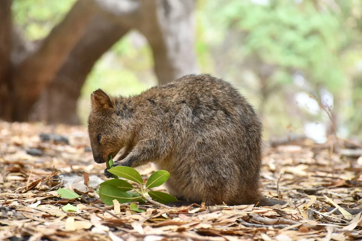 Quokka nibbling leaves on Rottnest Island near a hiking path