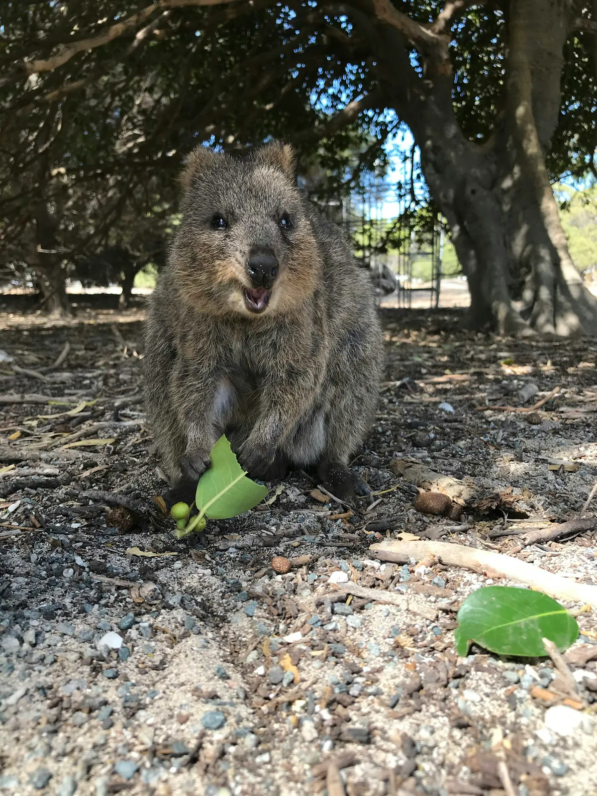 Quokka on the Kingsway path on Rottnest Island, Western Australia
