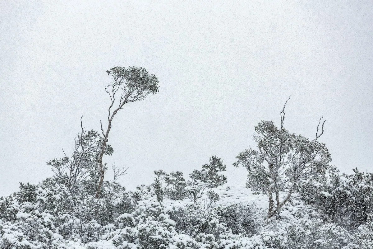 Snow falling on trees at Cradle Mountain National Park in Tasmania, Australia