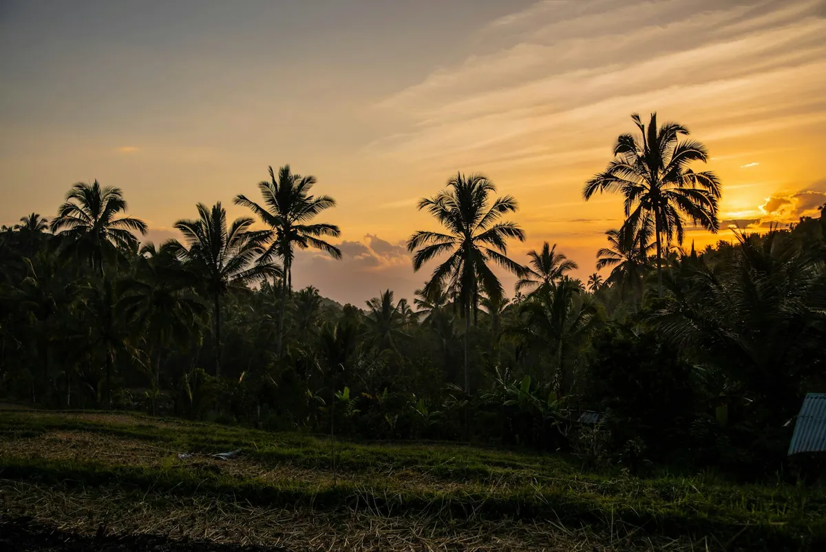 Palm trees silhouetted at sunset in Munduk, North Bali