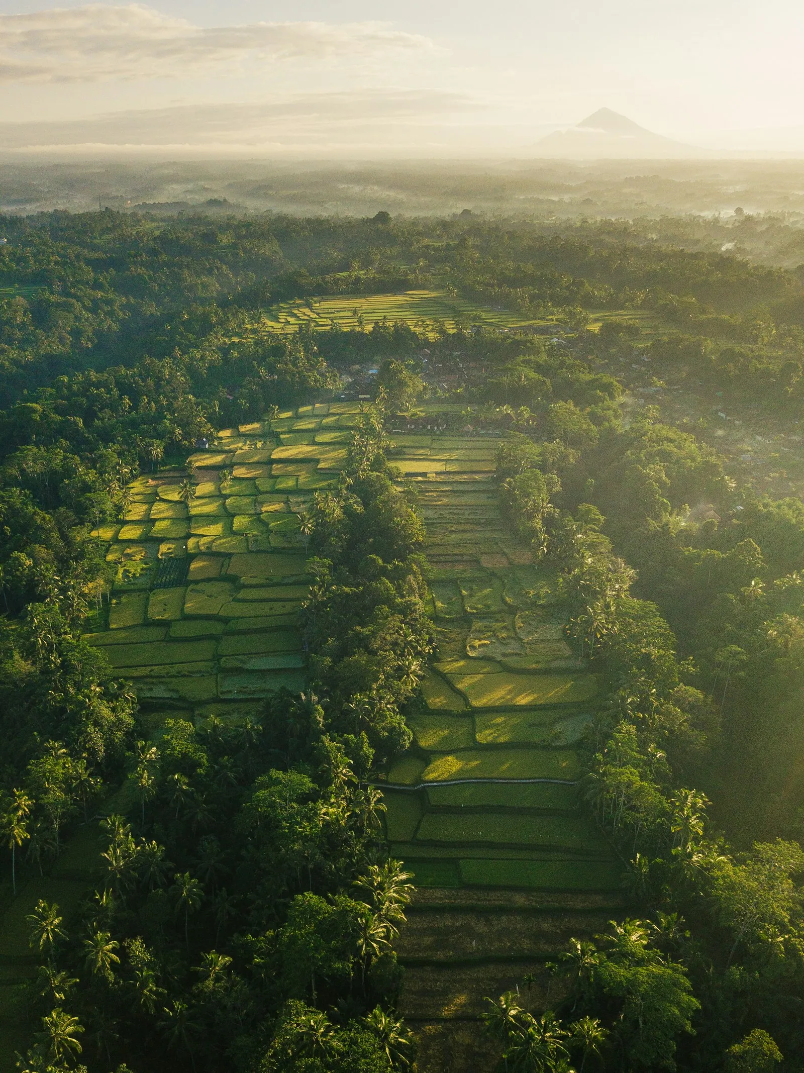 Aerial view of layered green Tegallalang Rice Terraces near Ubud, Bali