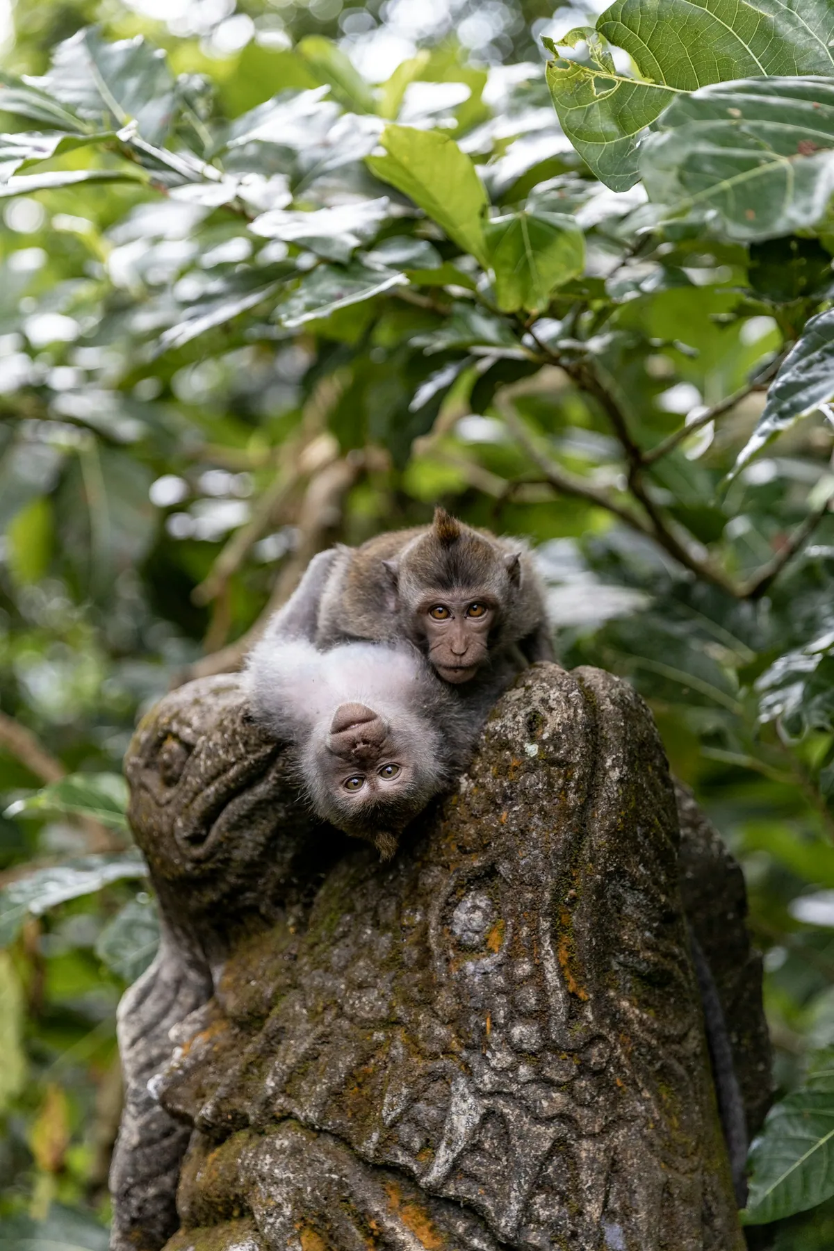 Two monkeys at the Sacred Monkey Forest Sanctuary in Ubud, Bali
