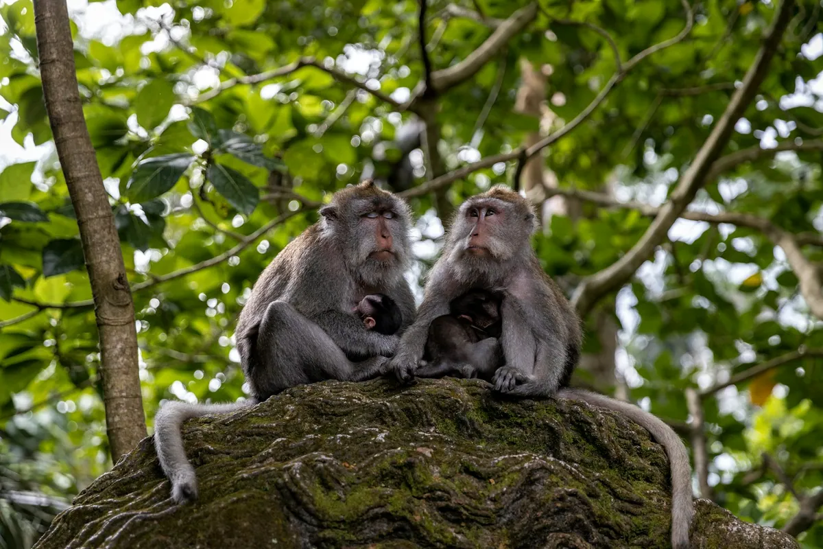 Monkey family on a tree branch in Ubud’s Sacred Monkey Forest, Bali