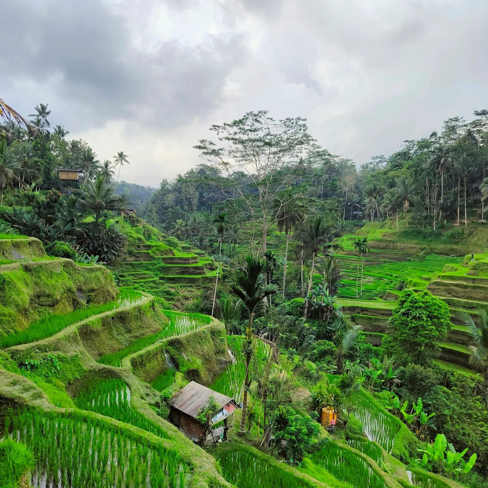 Lush green rice field with a traditional hut in Ubud, Bali