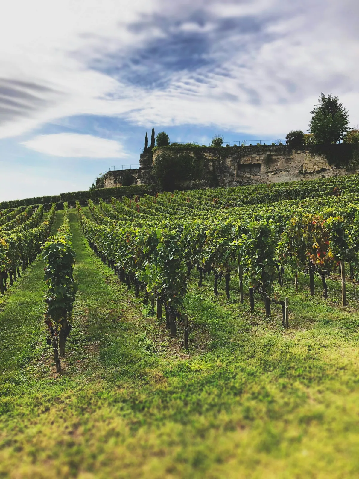 Green vineyard rows under cloudy sky, Saint-Emilion