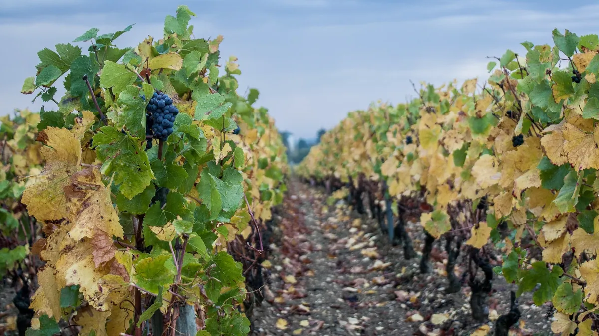 Bunch of grapes ripening on the vine in Beaune, Burgundy
