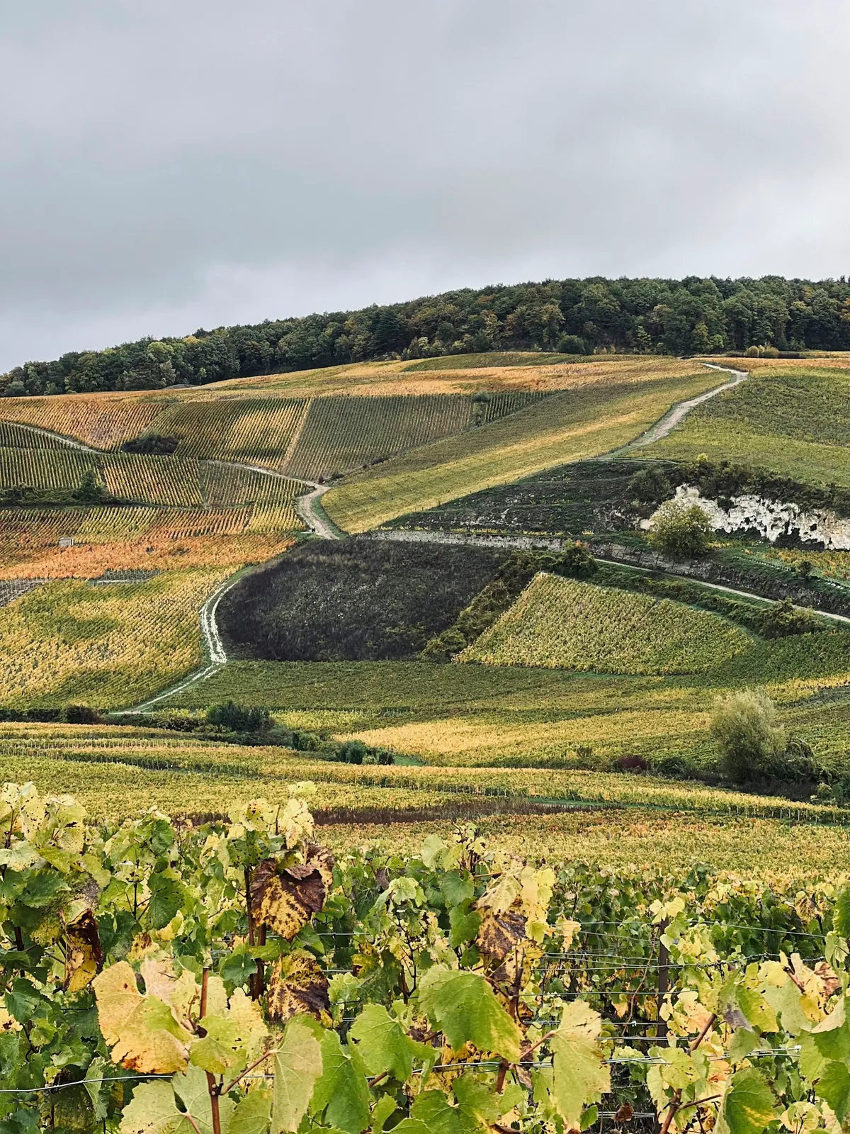 Vineyard rows in autumn near Ay-Champagne