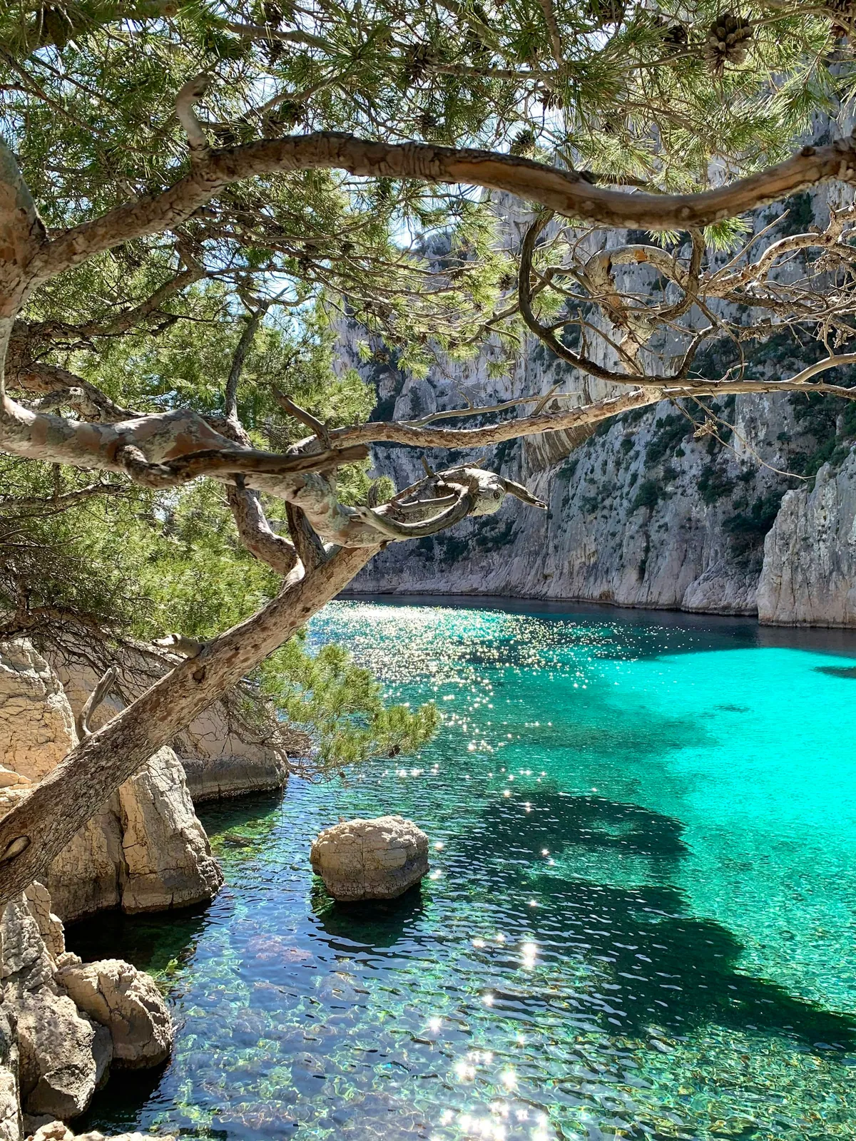 Pine tree leaning over a blue cove in the Calanques near Marseille