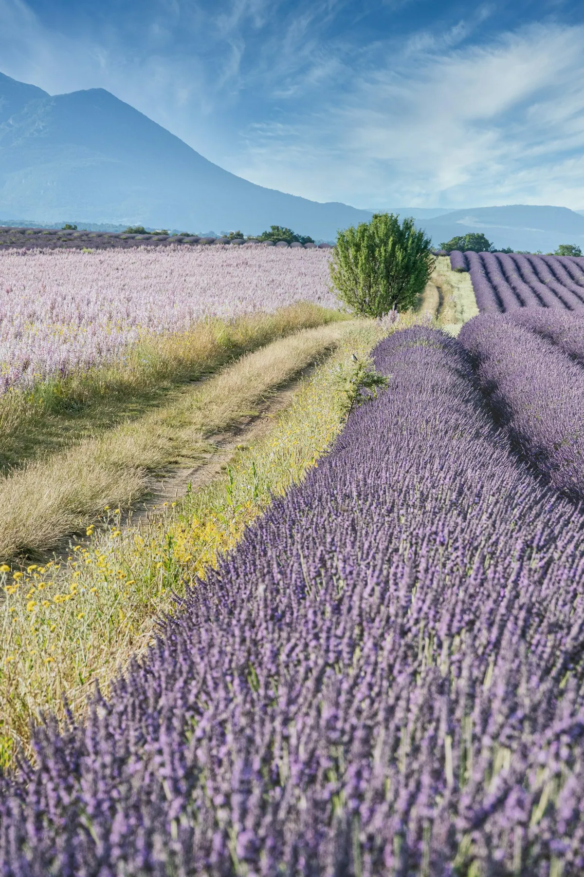 Lavender plateau under blue sky at Valensole, Provence